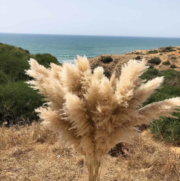 פמפס קרמי וויט