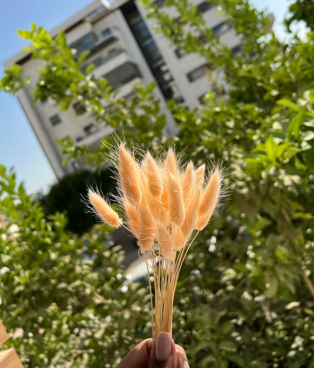 בייבי באני - אפרסק
