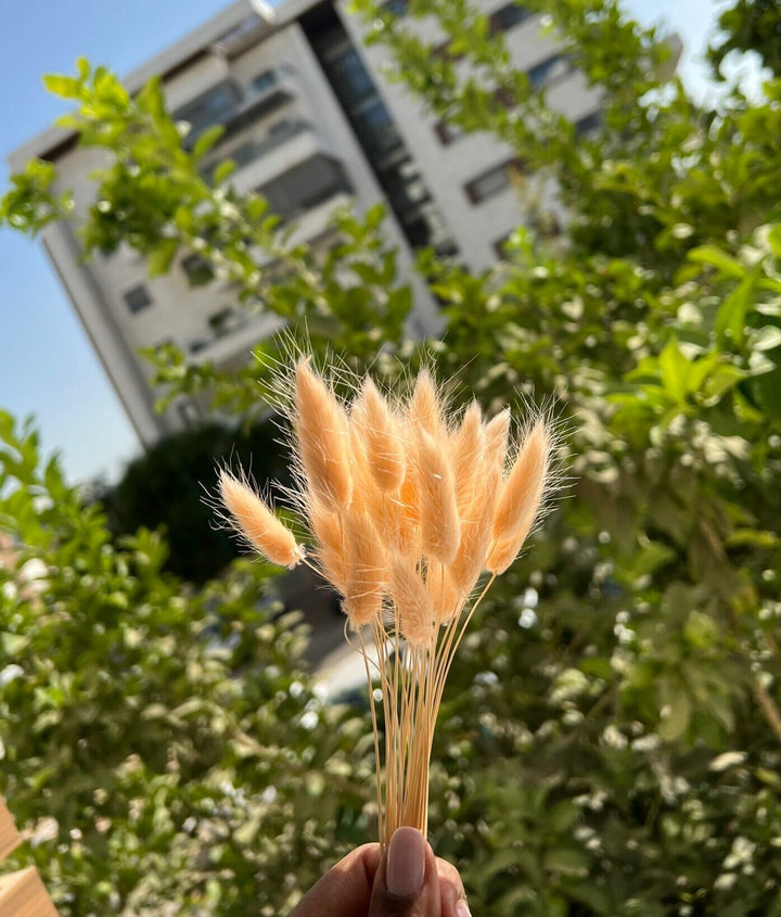 בייבי באני - אפרסק