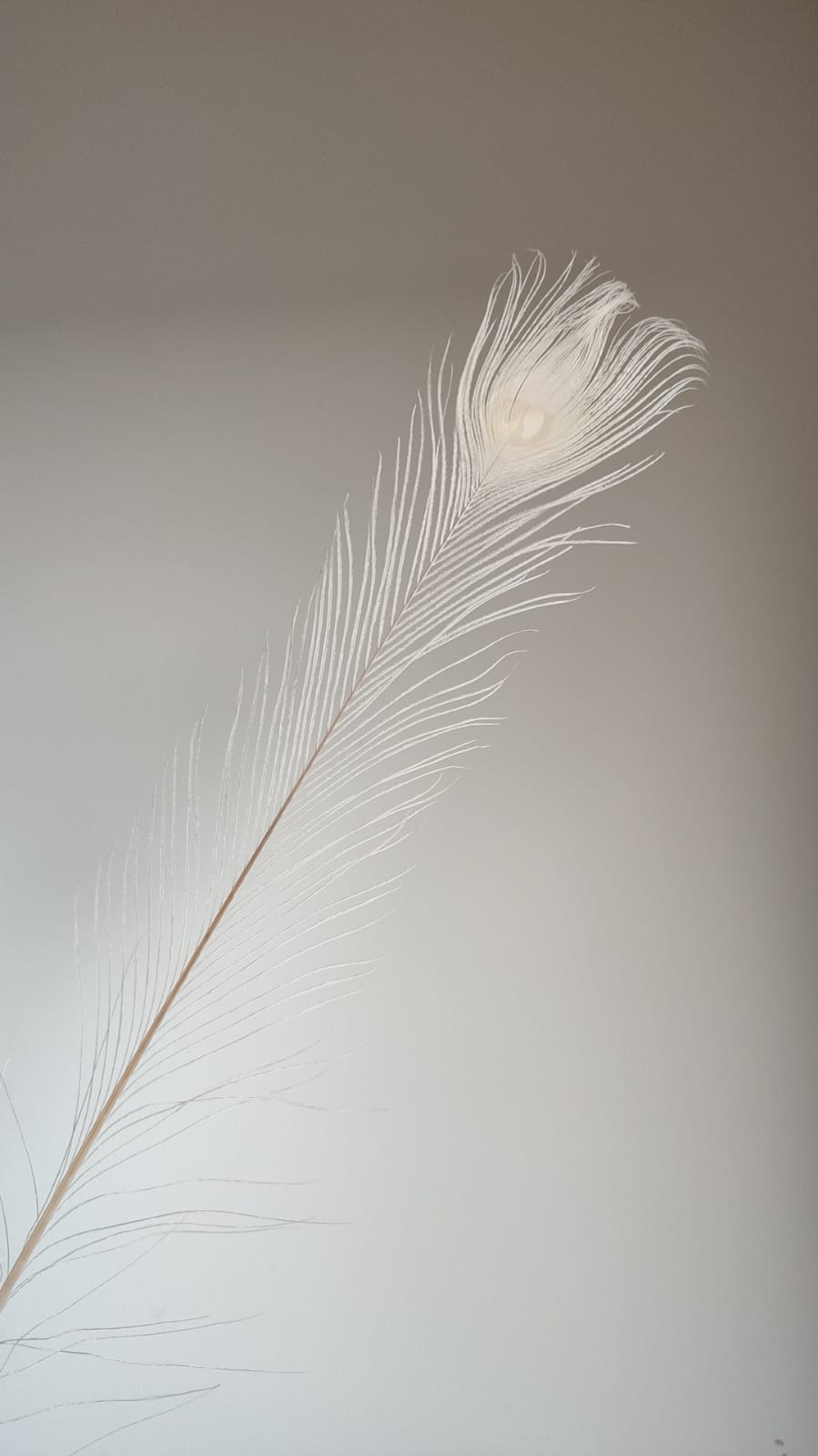נוצת טווס טבעית וגדולה