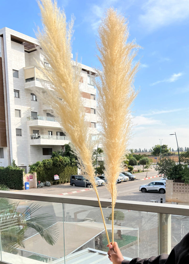 ענף פמפס מוקה גדול