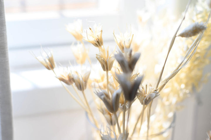 פרח אניס