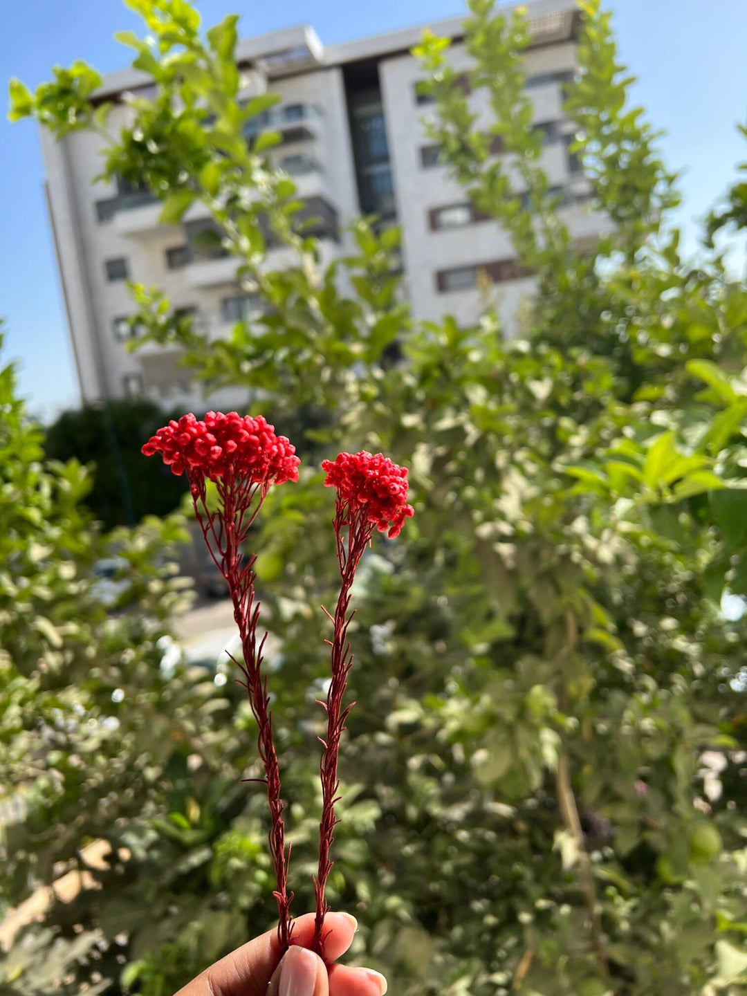 ענפון אורז משומר - אדום