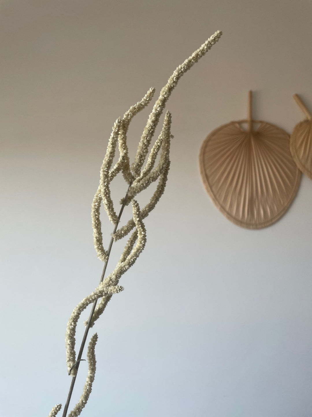 כיסופית מיובשת