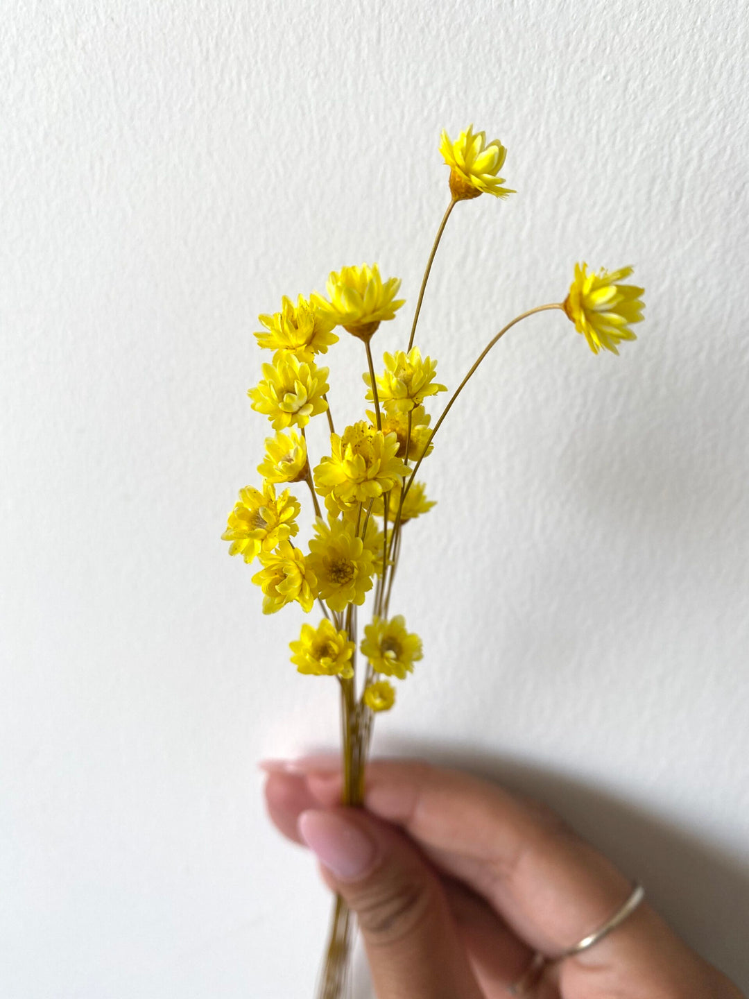 פרח כוכב - צהוב