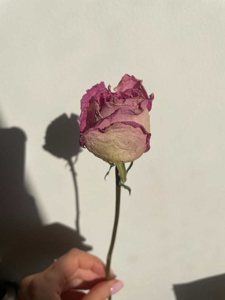 ורד מיובש - ורדרד