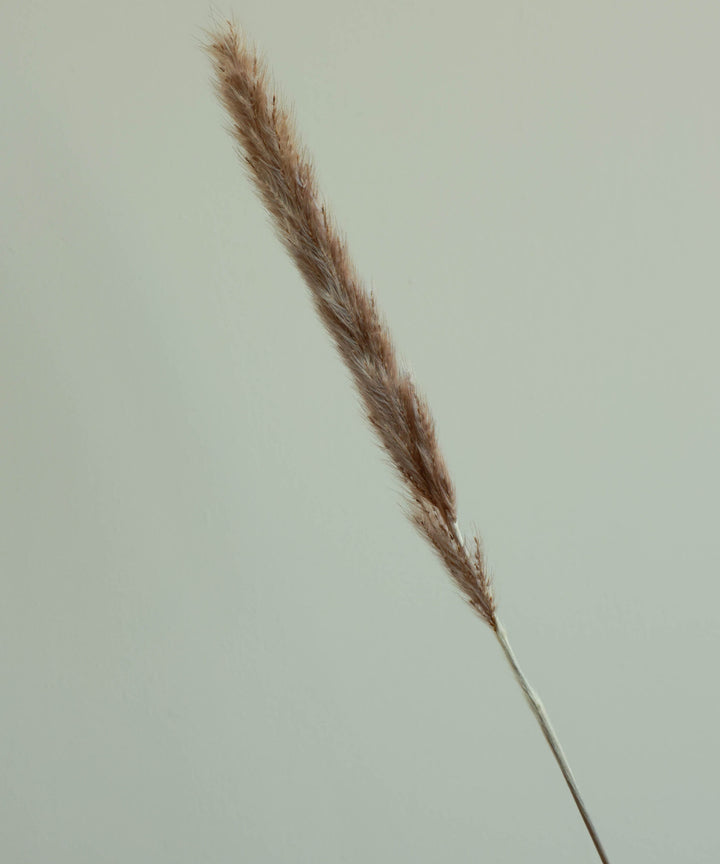מיני פמפס במגוון צבעים