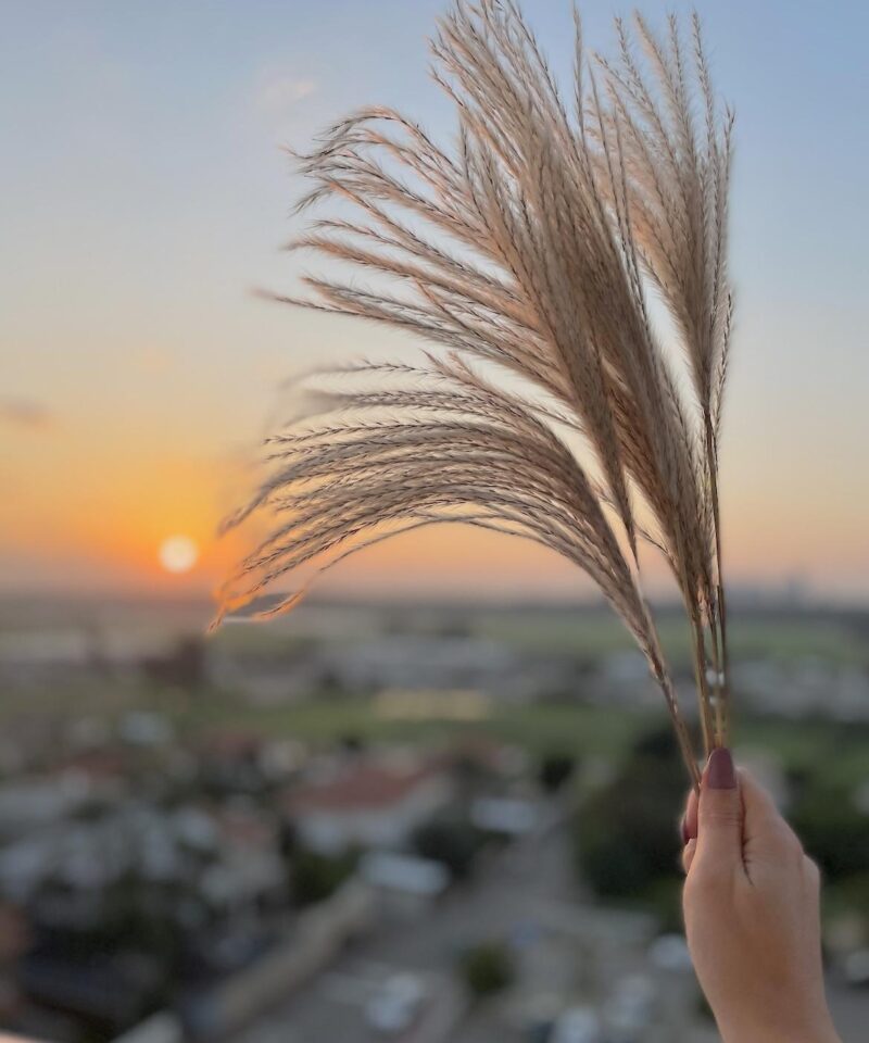 פמפס פסיכודלי