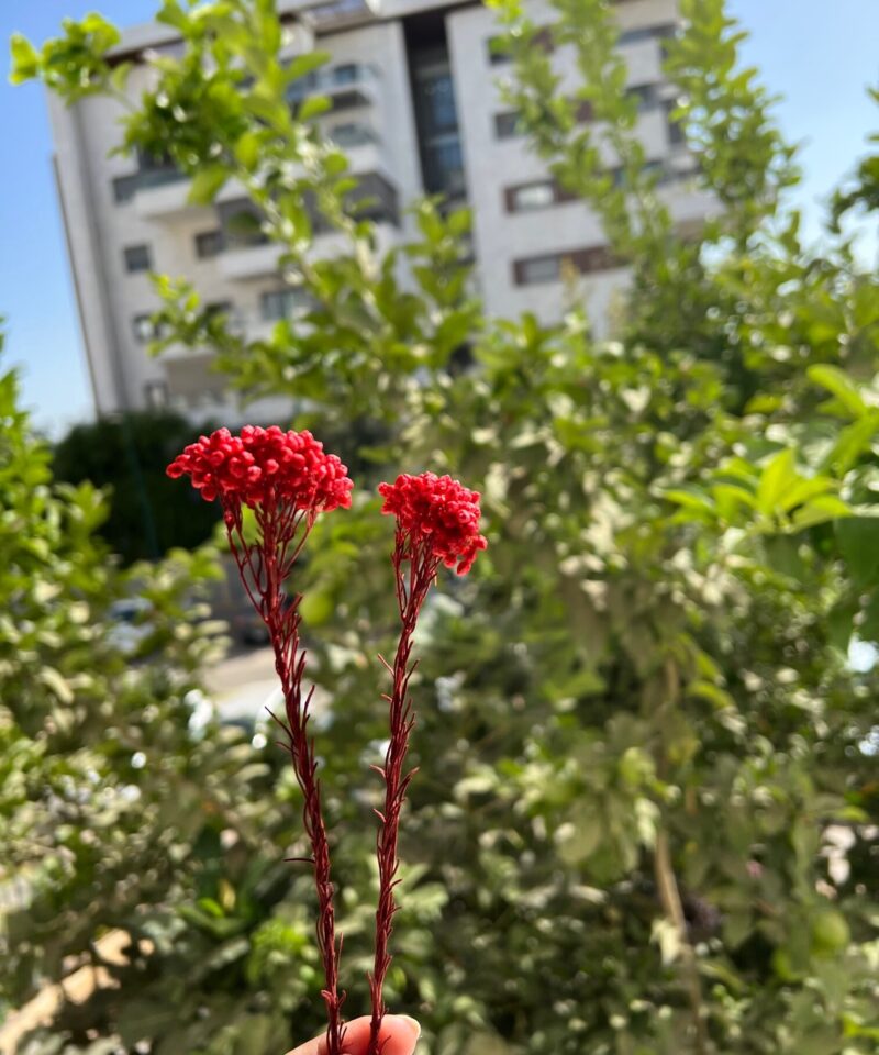 ענפון אורז משומר - אדום
